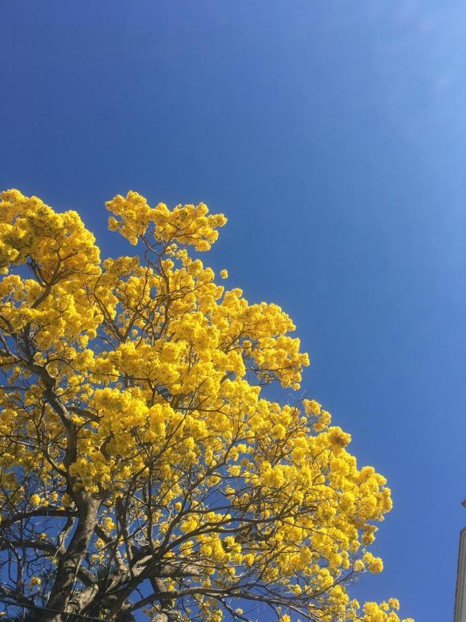 Cinco Hotel B&B サンサルバドル エクステリア 写真